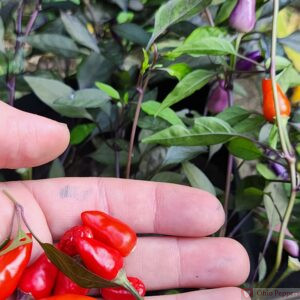 Bolivian Rainbow Pepper ripe