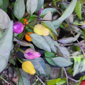 Bolivian Rainbow Pepper seeds