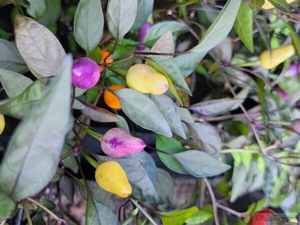 Bolivian Rainbow Pepper seeds