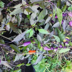 Bolivian Rainbow Pepper seeds