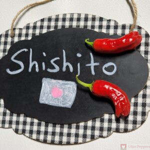 Shishito Pepper Seeds for Sale