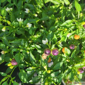 Hot Pops Purple pepper seeds