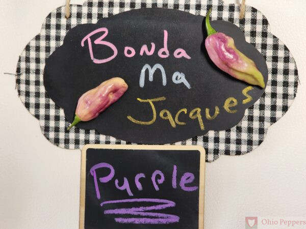 Bonda Ma Jacques Purple