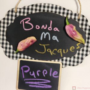 Bonda Ma Jacques Purple