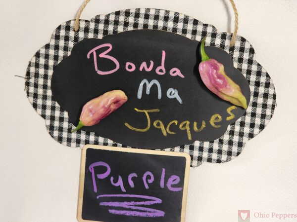 Bonda Ma Jacques Purple