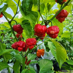 Hurt Berry peppers