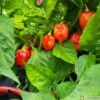 Caribbean Red Hot pepper seeds for sale