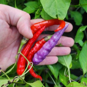 Buena Mulata Peppers, ripe and unripe purple