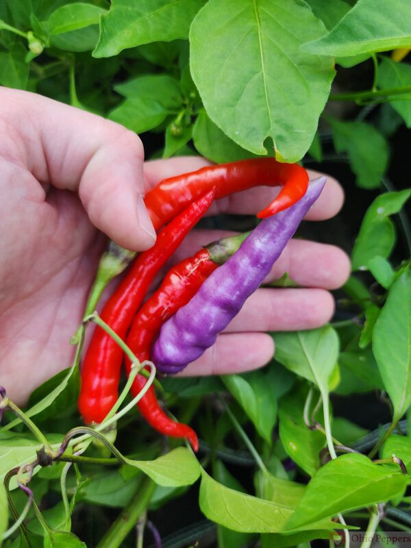 Buena Mulata Peppers, ripe and unripe purple