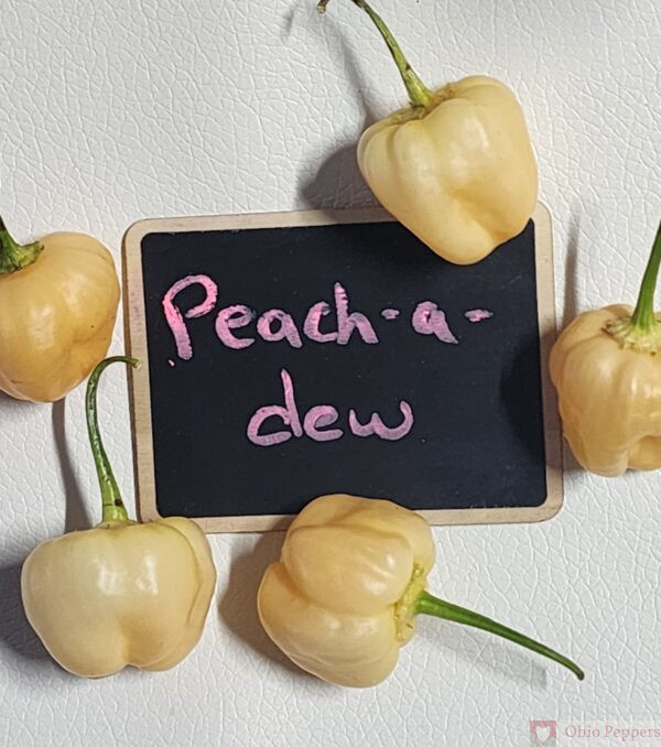 Peachadew pepper seeds
