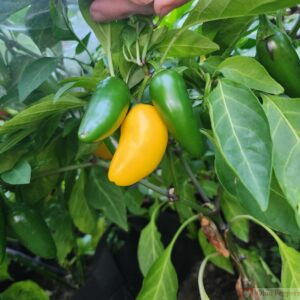 Lemon Spice Jalapeno