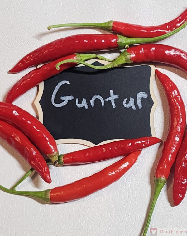 Guntur Pepper Seeds for Sale
