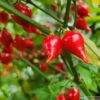 Biquinho Pepper Seeds