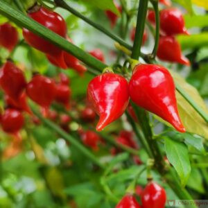 Biquinho Pepper Seeds