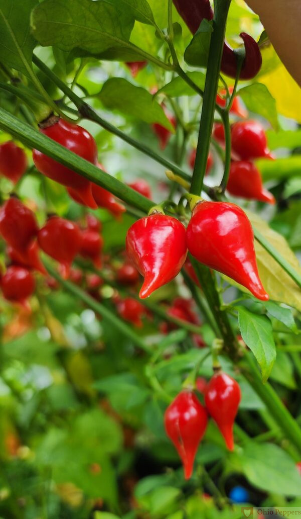 Biquinho Pepper Seeds