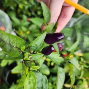 Chinense Five Color pepper seeds