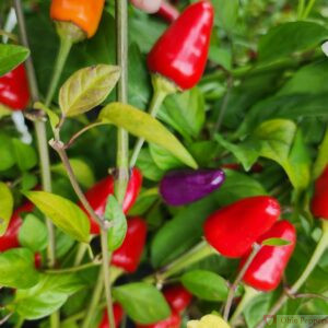 Chinense Five Color pepper seeds