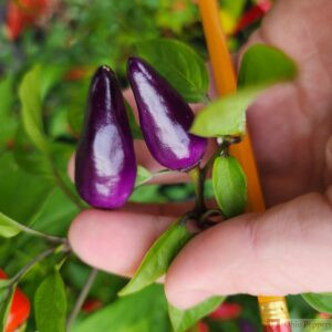 Chinense Five Color pepper seeds