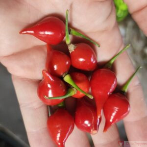 Biquinho pepper seeds