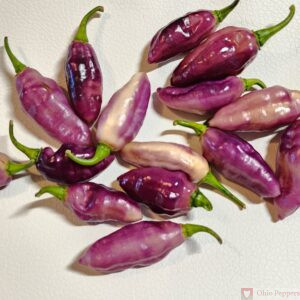 Bonda ma Jacques Purple seeds
