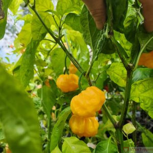 Aji Margariteno Seeds