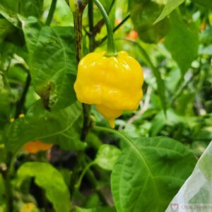 Aji Margariteno Seeds