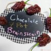 chocolate 7 pot brainstrain pepper seeds