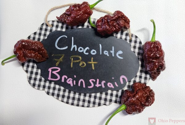 chocolate 7 pot brainstrain pepper seeds