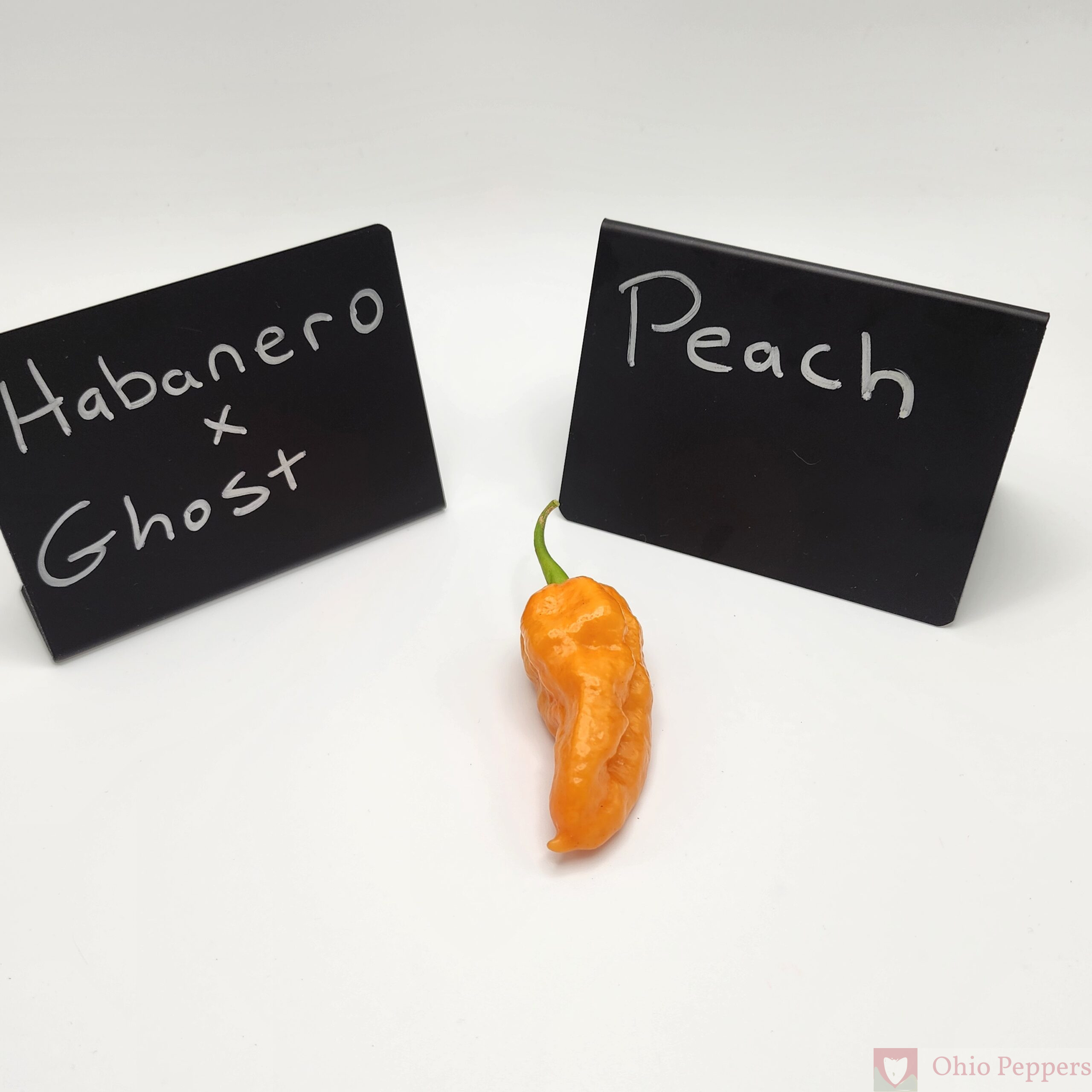 Ghosty Hab. (Habanero x Ghost) - Image 3