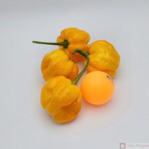 Aji Margariteno seeds