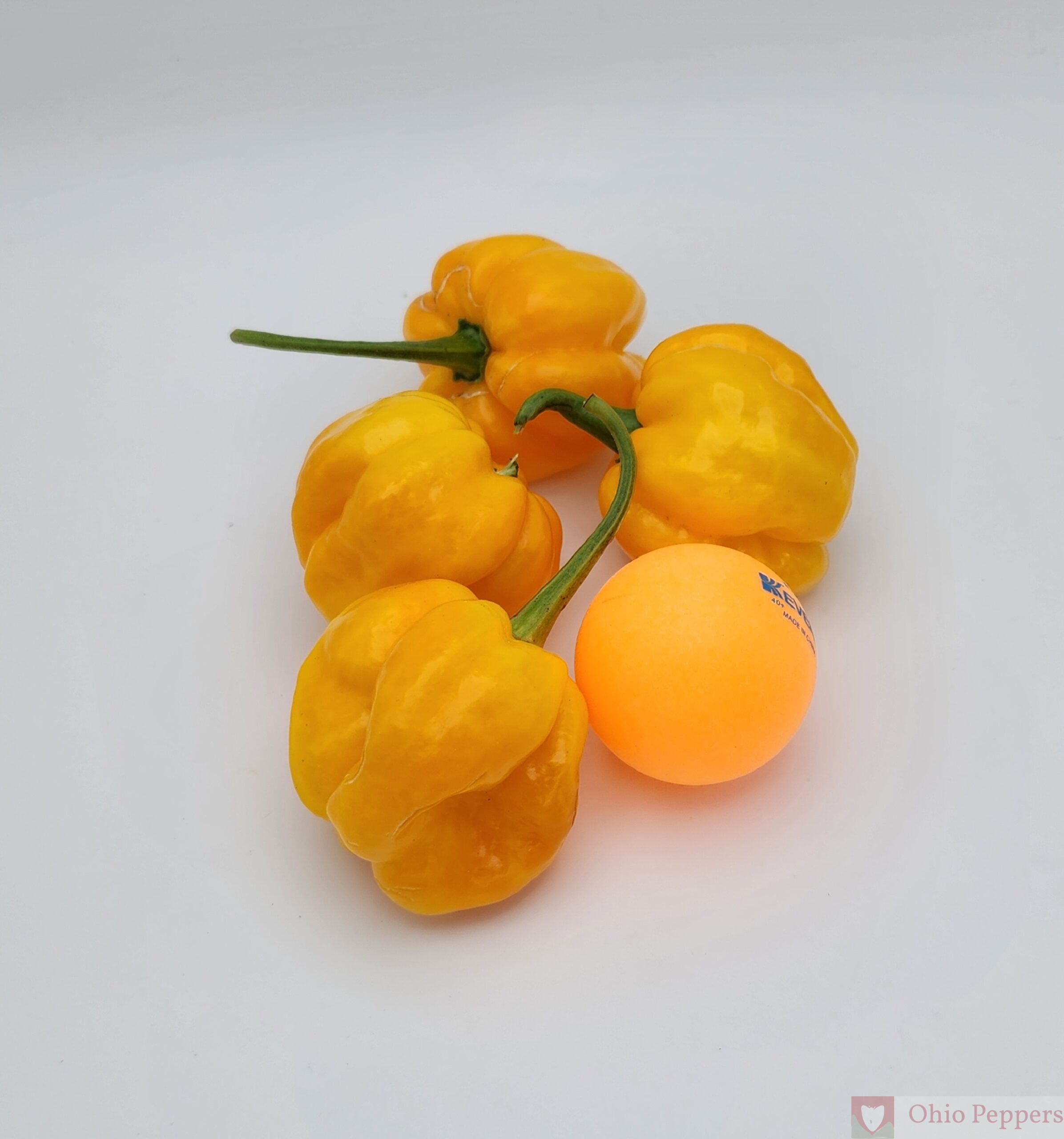 Aji Margariteno seeds