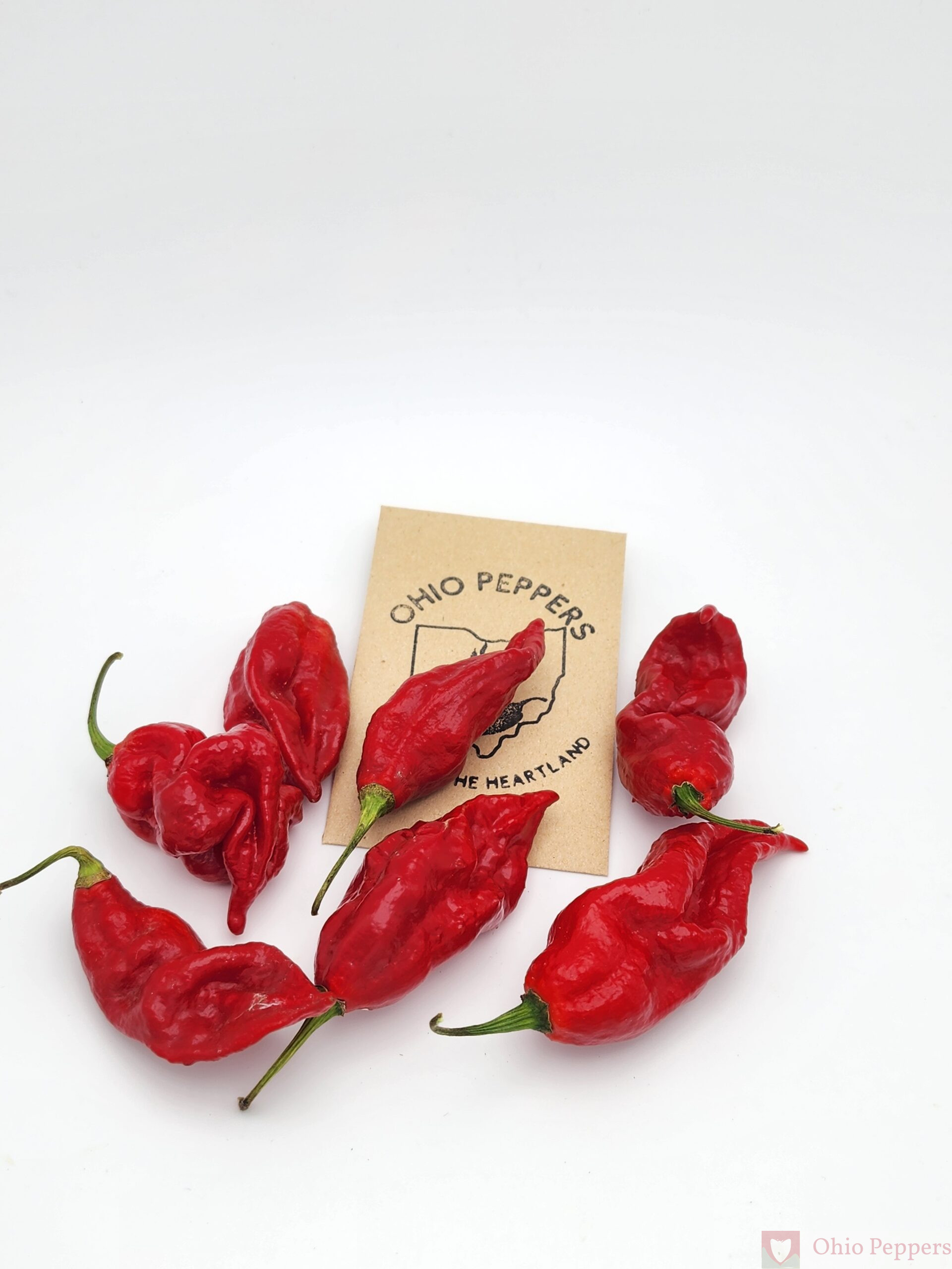 Ghostly Jalapeno - Image 4