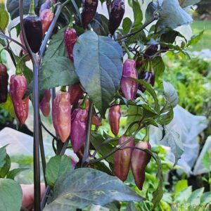 Bonda ma Jacques Purple seeds