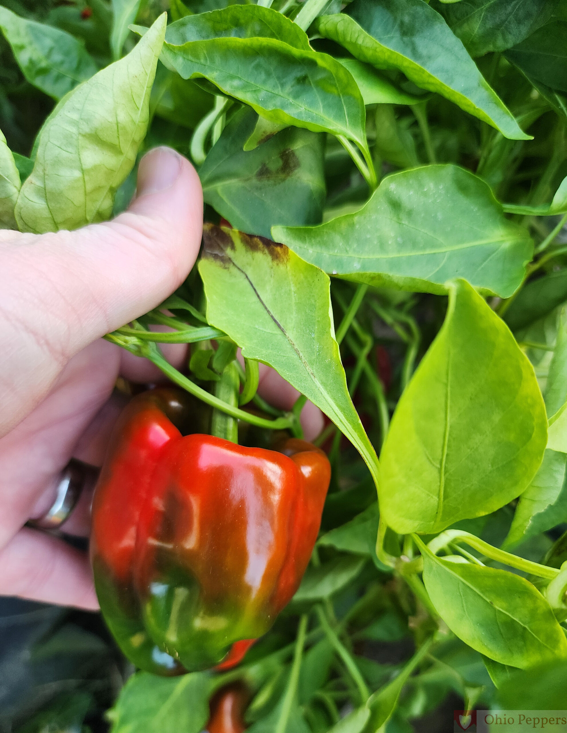 Antep Aci Dolma - Image 8