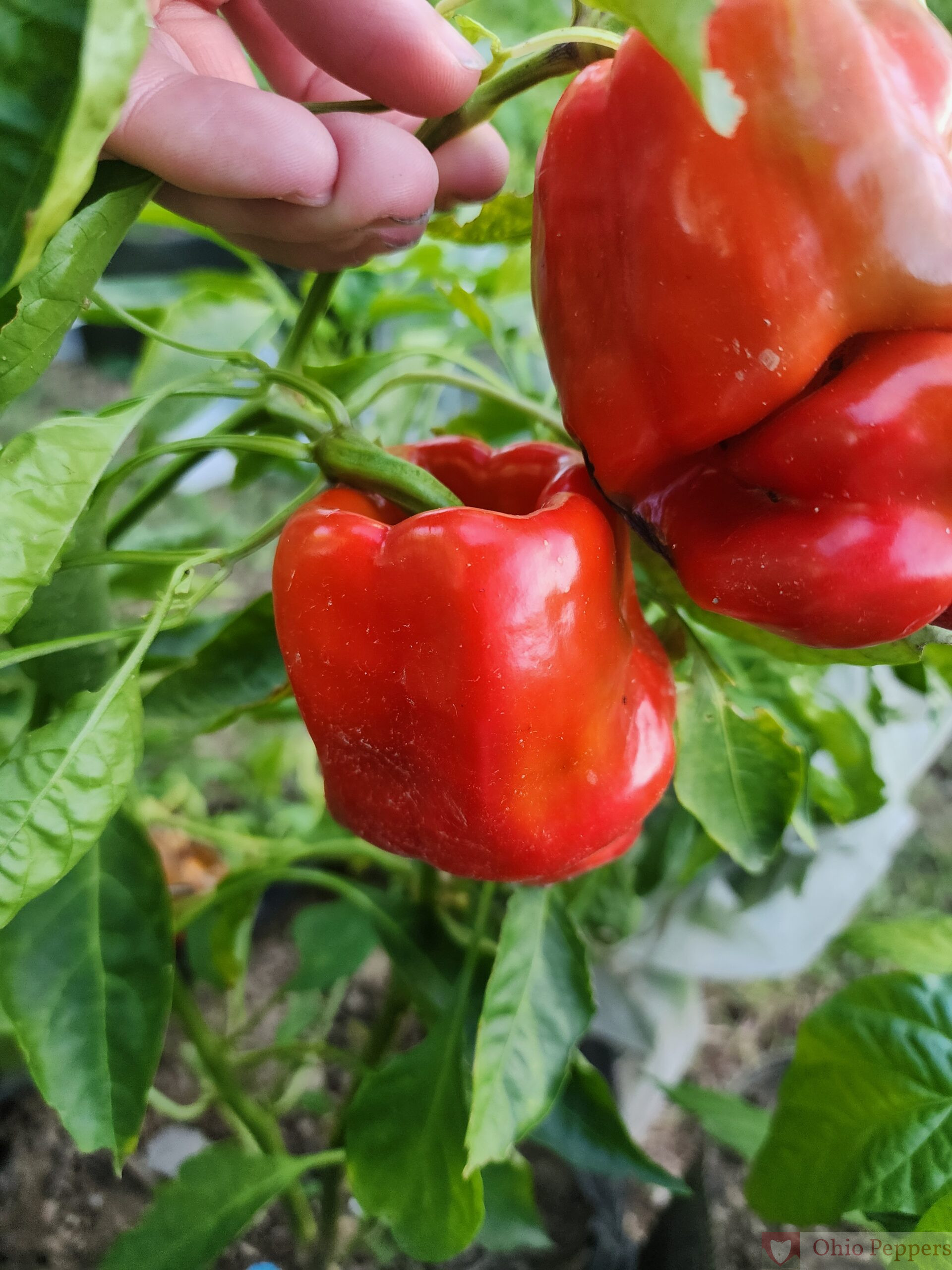 Antep Aci Dolma - Image 5