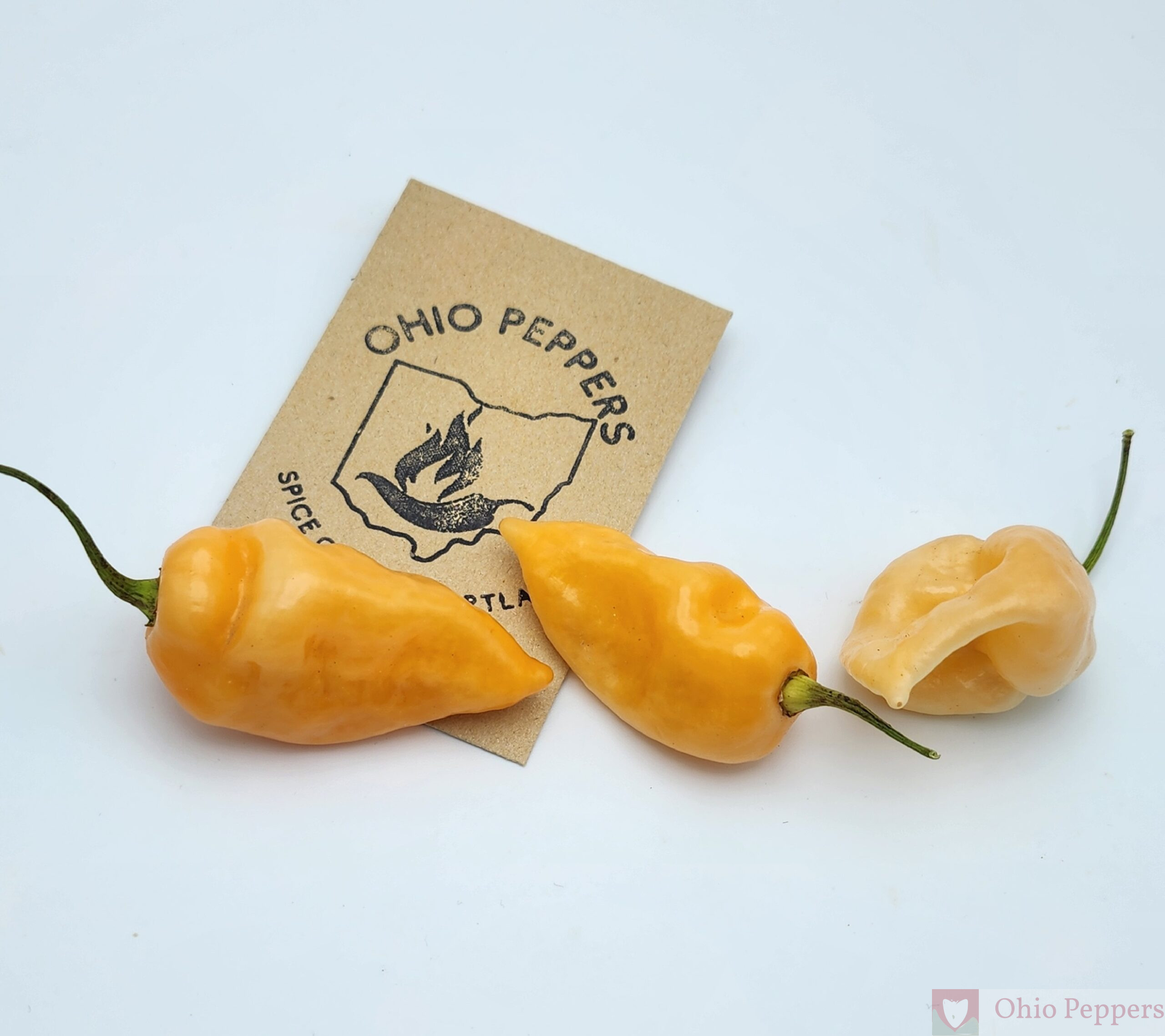 Ghosty Hab. (Habanero x Ghost)