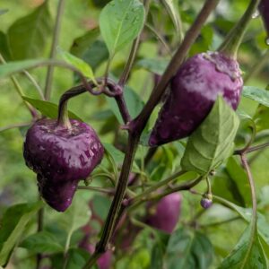 Purple UFO pepper seeds