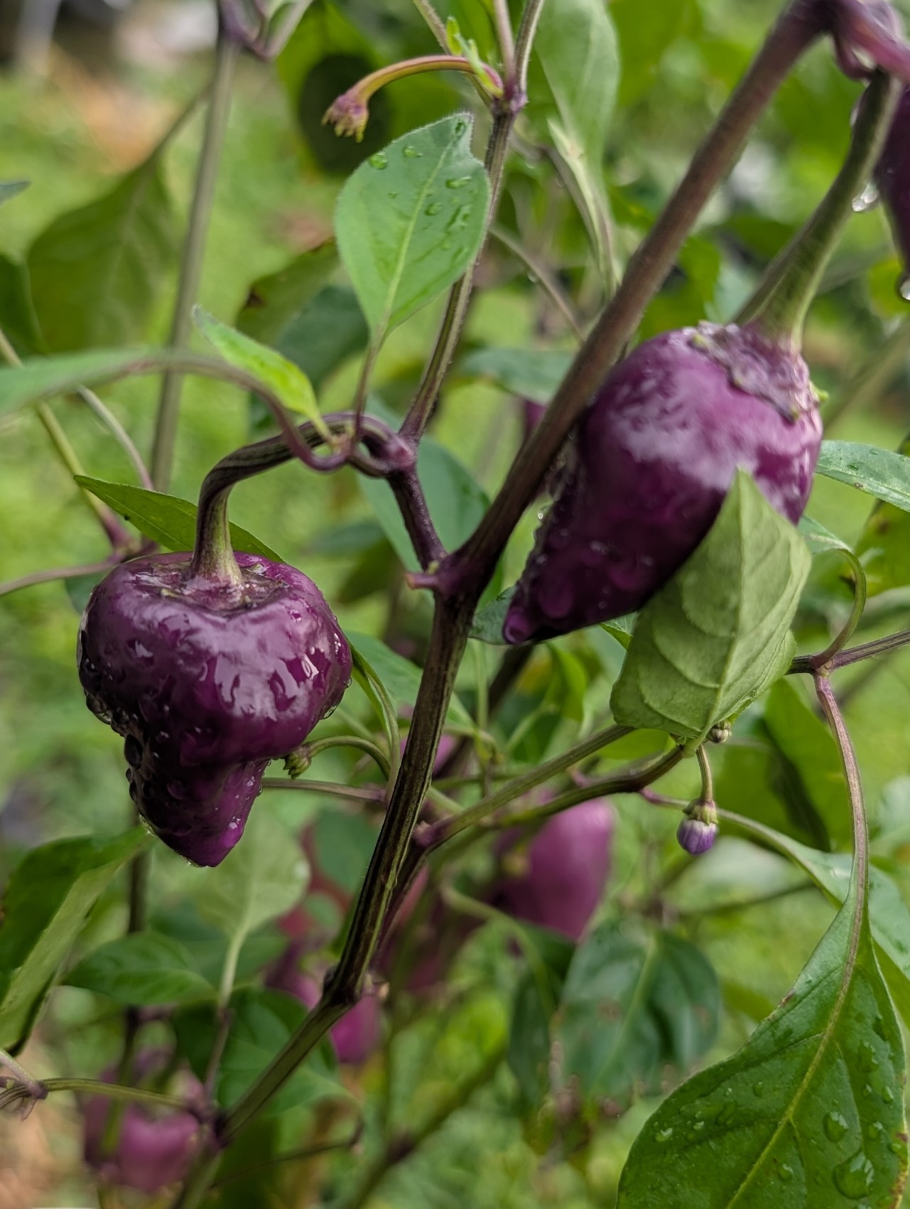 Purple UFO pepper seeds
