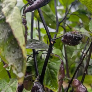 Amethyst Fire Pepper seeds