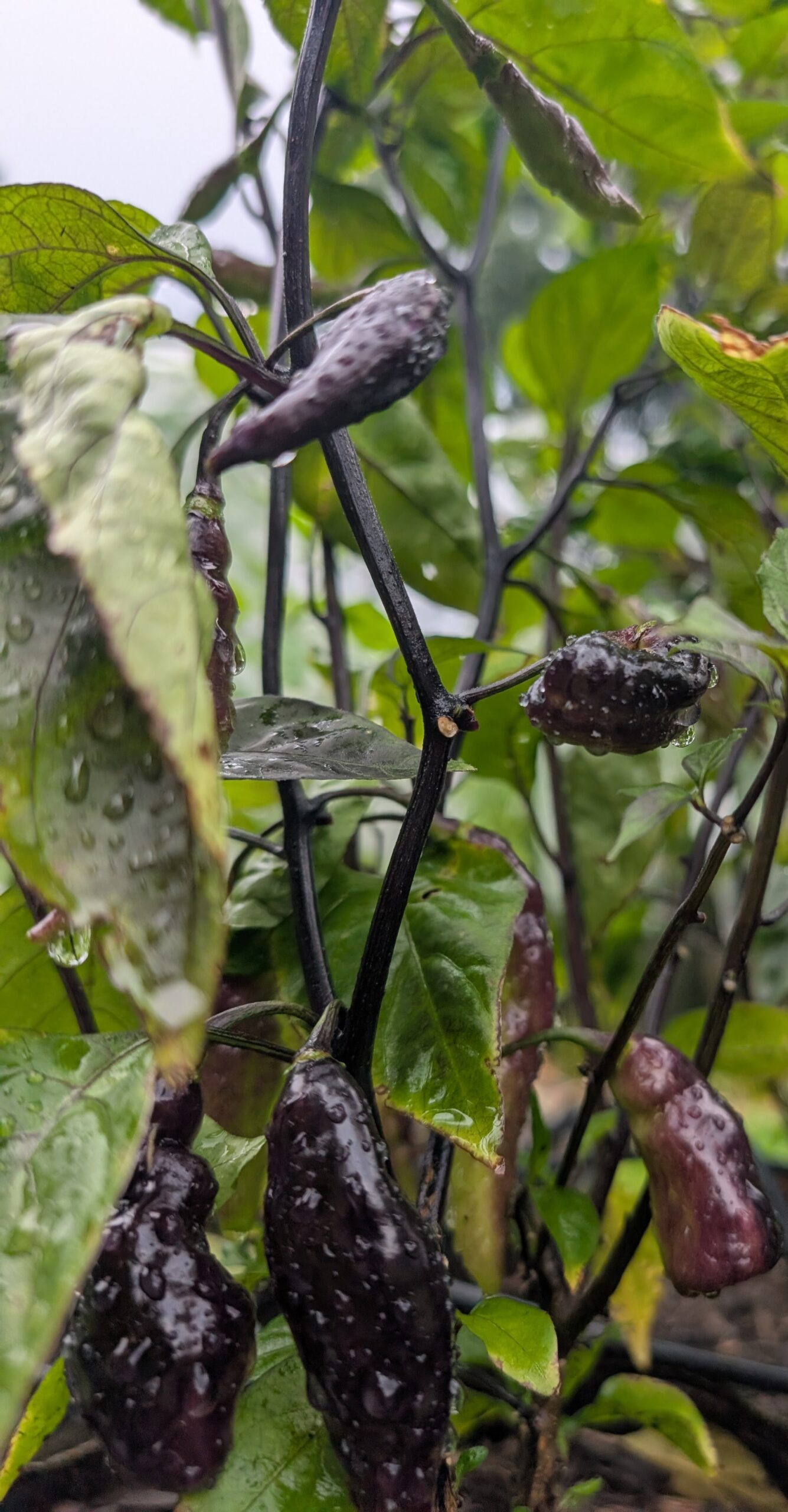Amethyst Fire Pepper seeds