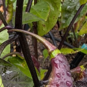 Amethyst Fire Pepper seeds