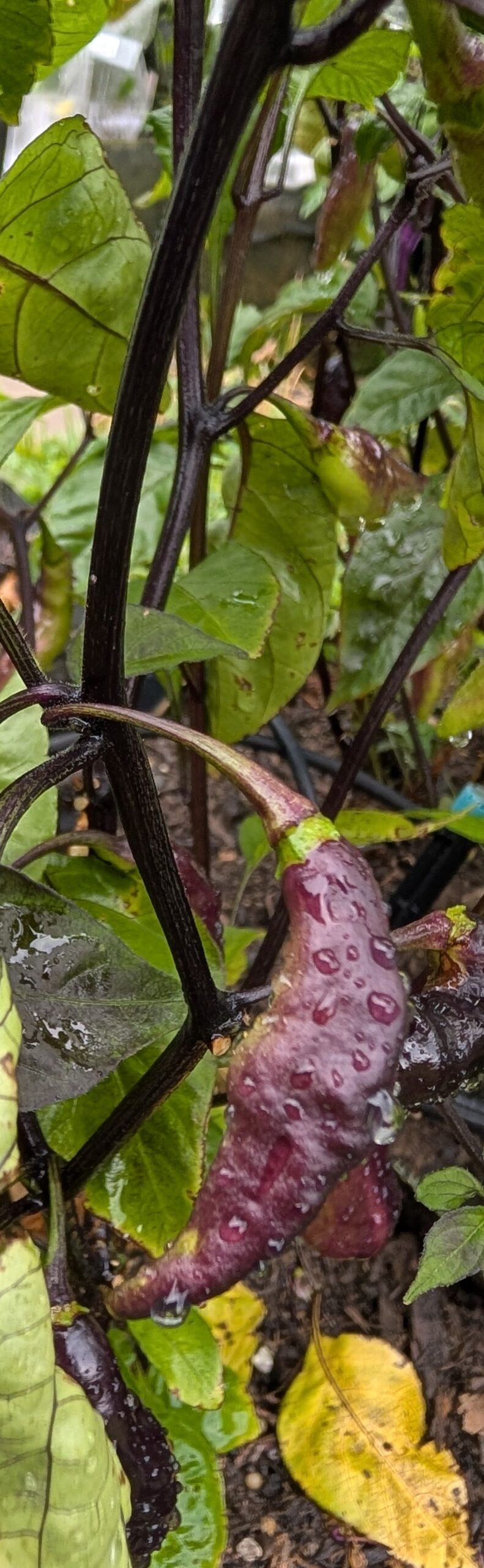 Amethyst Fire Pepper seeds