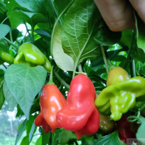 mad hatter pepper plant