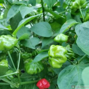 Brazilian Starfish pepper plant