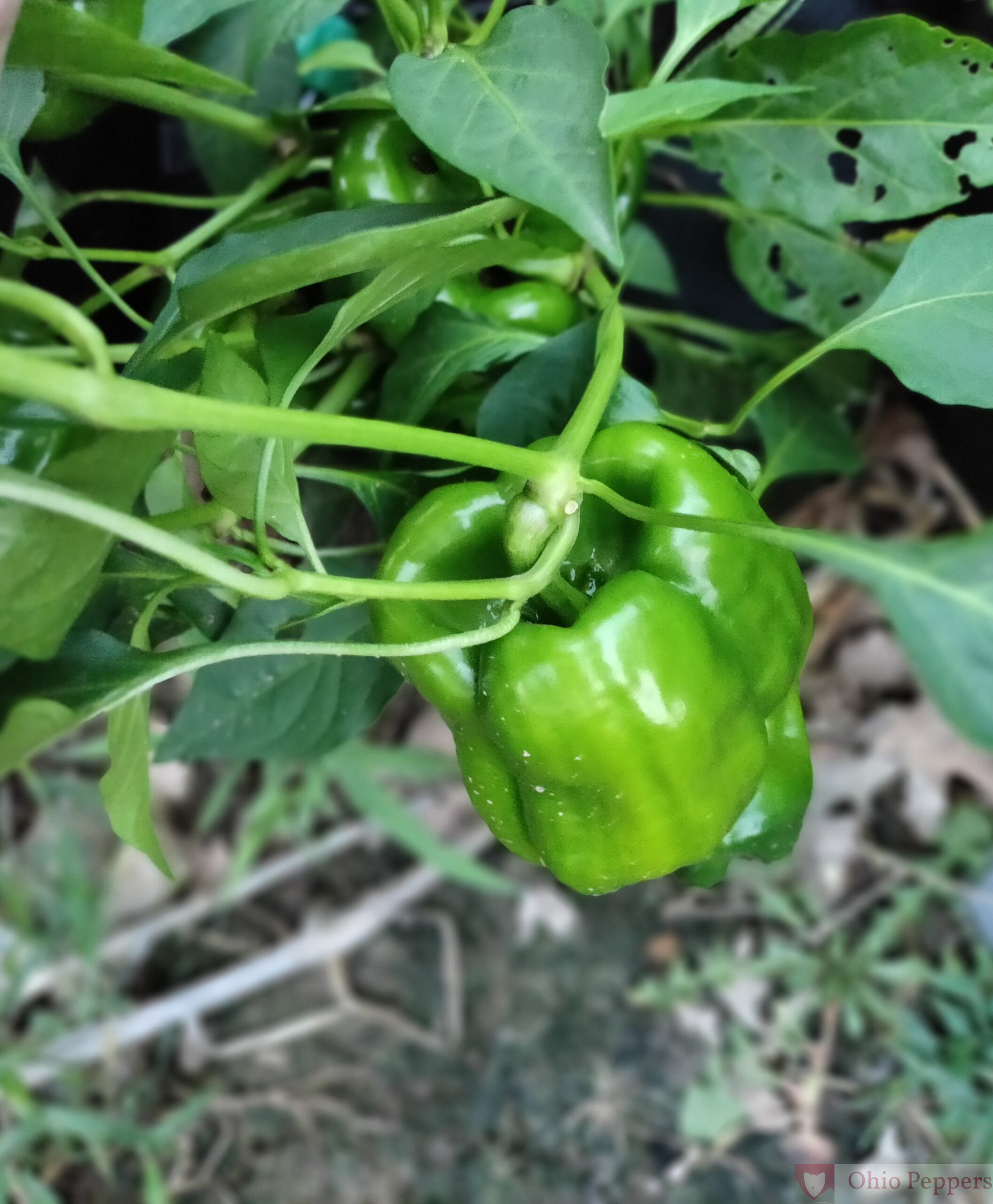 Antep Aci Dolma - Image 4