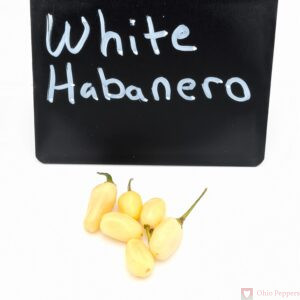236 White habanero