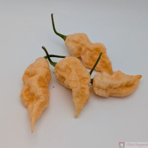 Peach turdcicle seeds