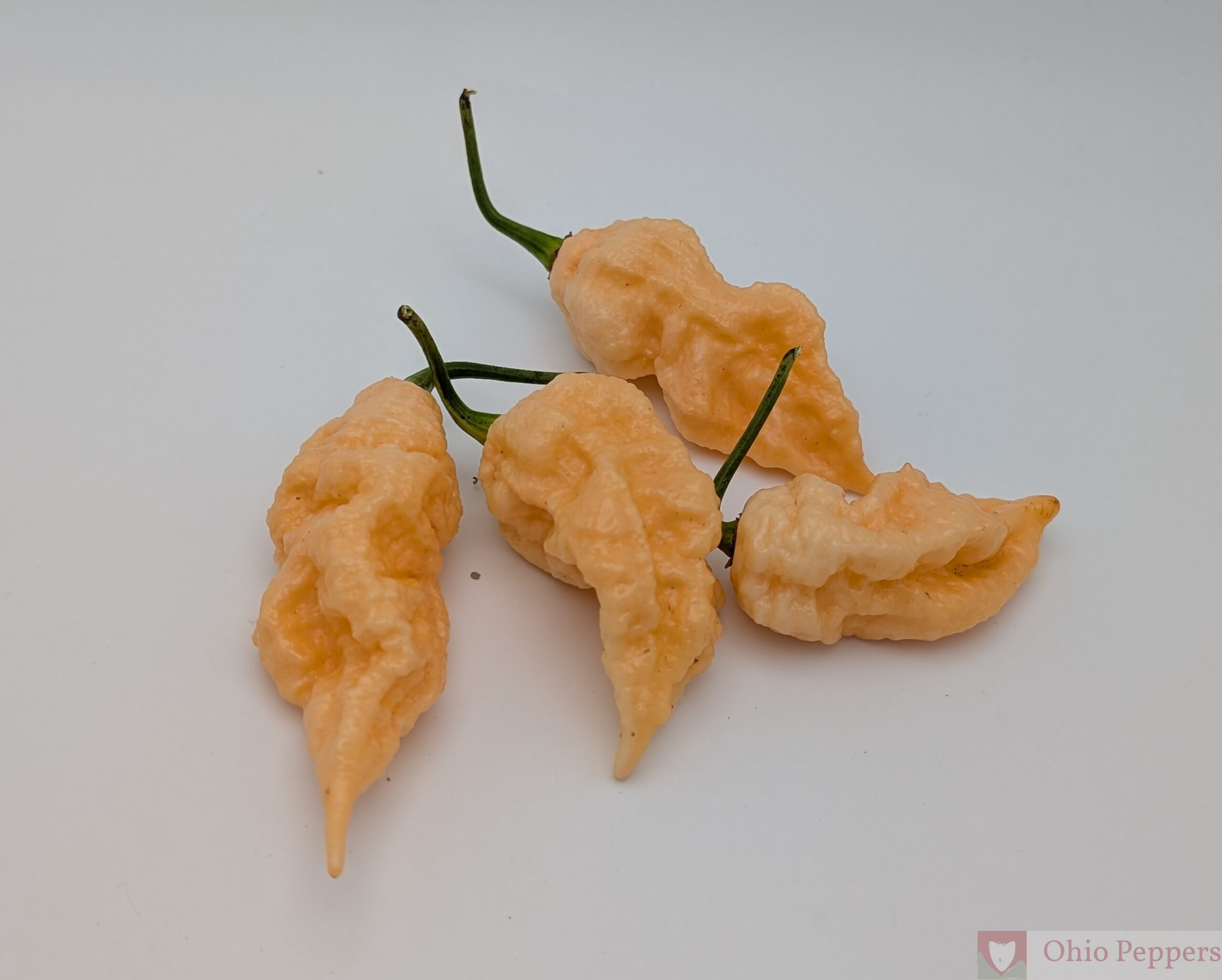 Peach turdcicle seeds