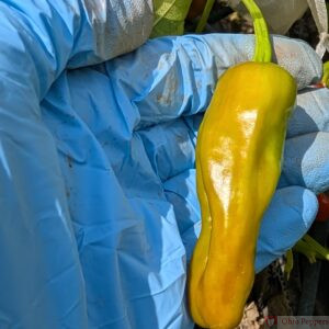 Golden Greek, Pepperoncini