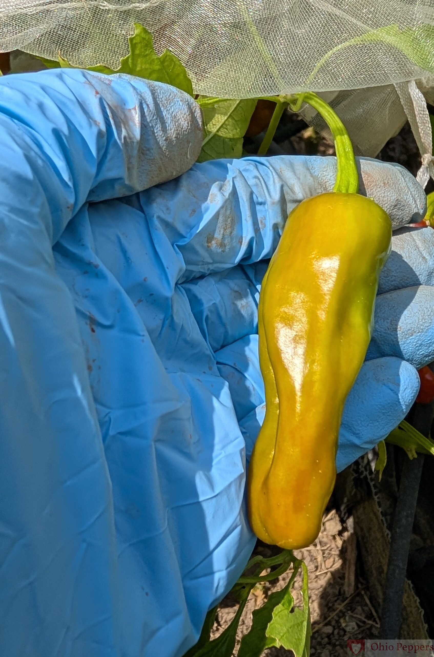 Golden Greek, Pepperoncini